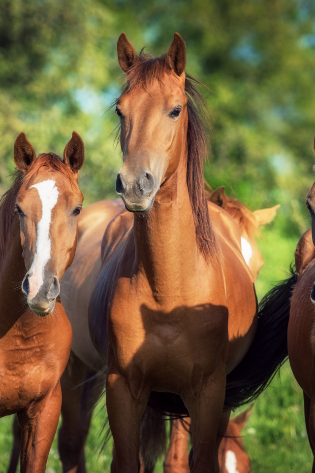 Три красивые коричневые лошади 