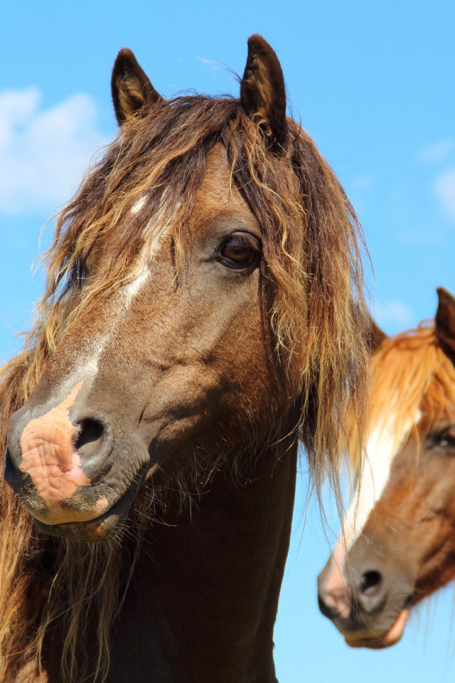 Две красивые коричневые лошади на фоне голубого неба