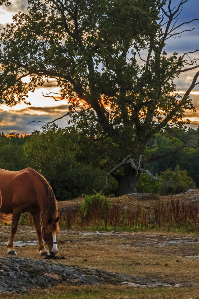 Две коричневых лошади пасутся на закате солнца
