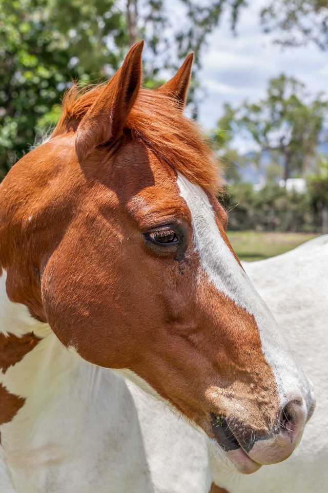 Бело -коричневая лошадь на ферме