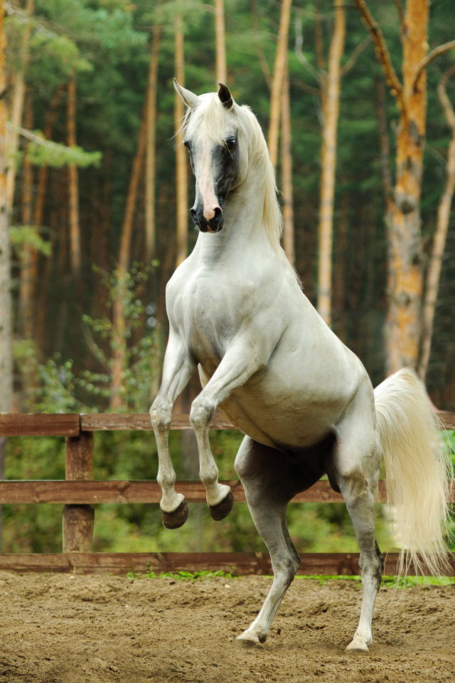 Белый конь встал на дыбы 