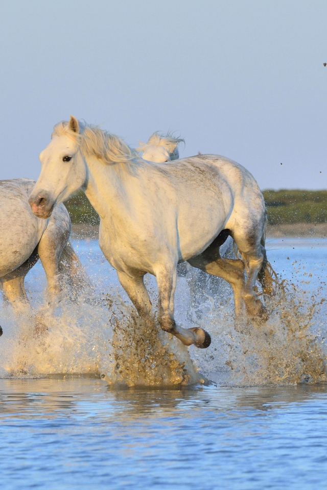 Белые лошади бегут по воде
