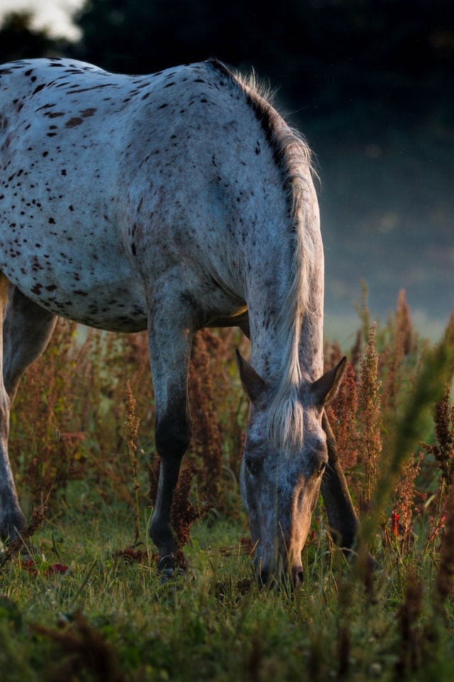 Белая пятнистая лошадь пасется на траве