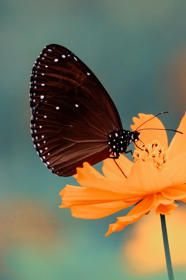 Красивая бабочка сидит на оранжевом цветке космеи 