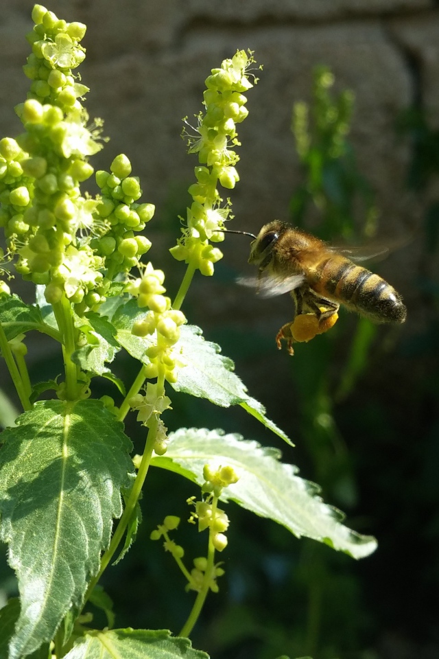 Пчела садится на зеленое растение 