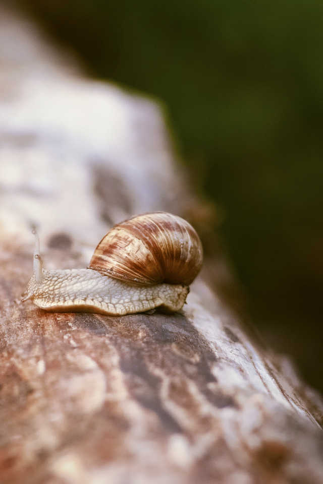 Улитка сидит на сухом стволе дерева