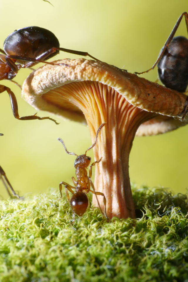 Муравья на грибе крупным планом 