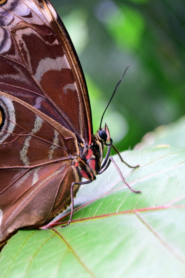Красивая бабочка Морфо Пелеида на листе 