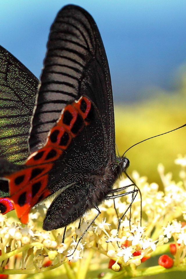 Красивая черная бабочка на белом цветке 