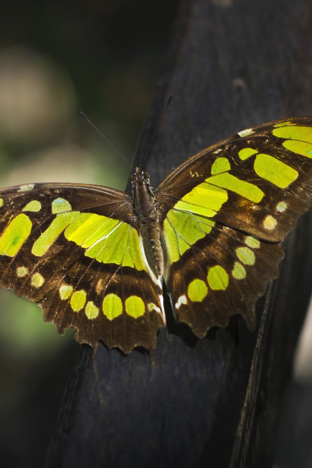 Красивая  бабочка крупным планом