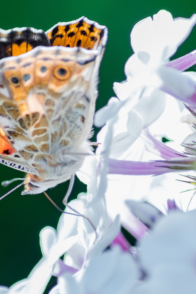 Красивая бабочка на нежном цветке 