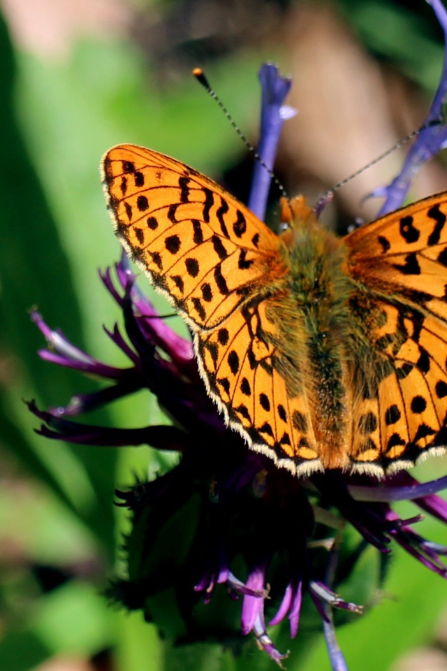 Красивая бабочка на фиолетовом цветке 