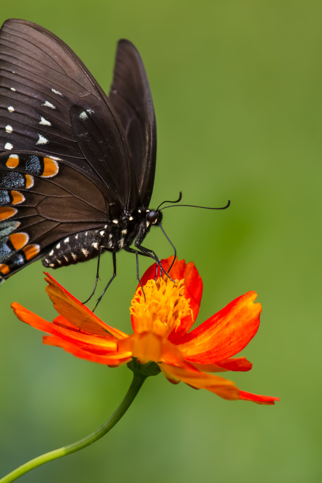 Красивая бабочка сидит на оранжевом цветке