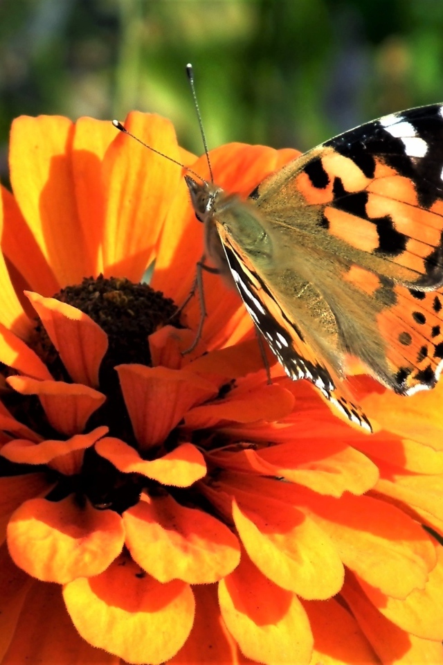 Красивая бабочка сидит на оранжевом цветке цинния