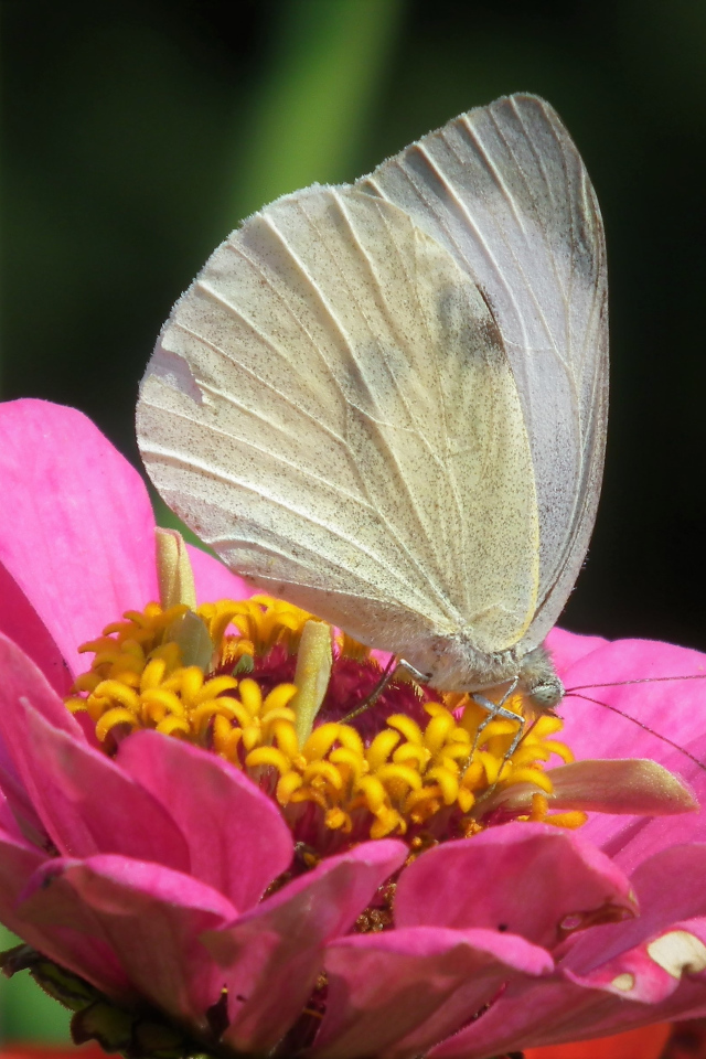 Красивая белая бабочка сидит на розовом цветке
