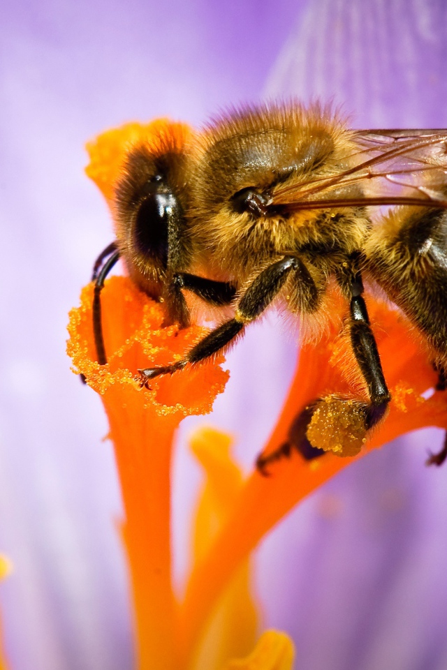 Пчела собирает нектар с цветка крупным планом