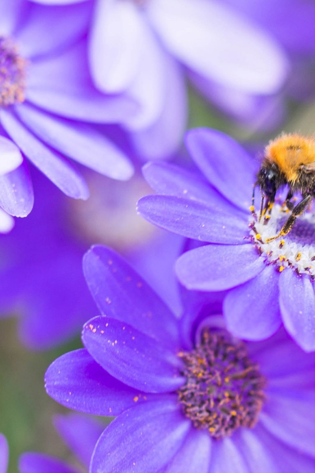 Пчела на красивом сиреневом цветке