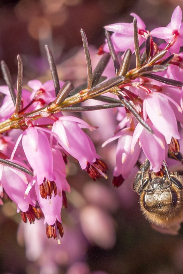 Пчела на ветке с розовыми цветами 