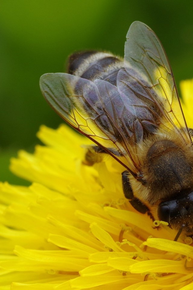 Пчела на желтом одуванчике крупным планом 