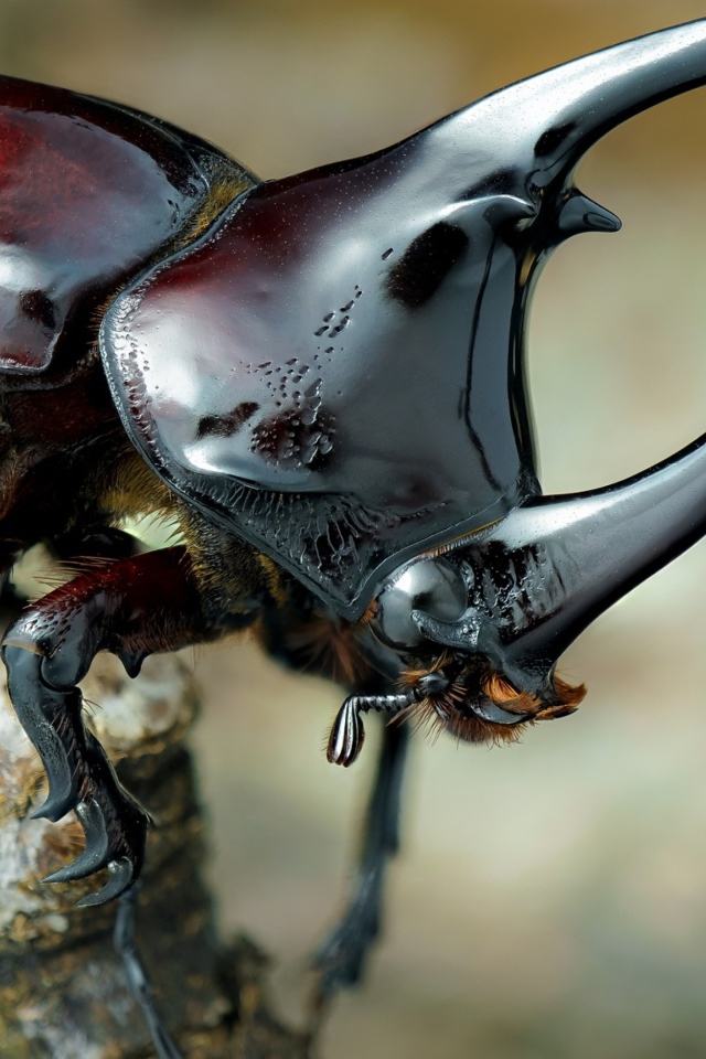 Большой коричневый жук дупляк 