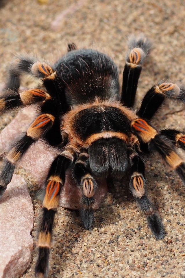 Большой опасный паук тарантул 