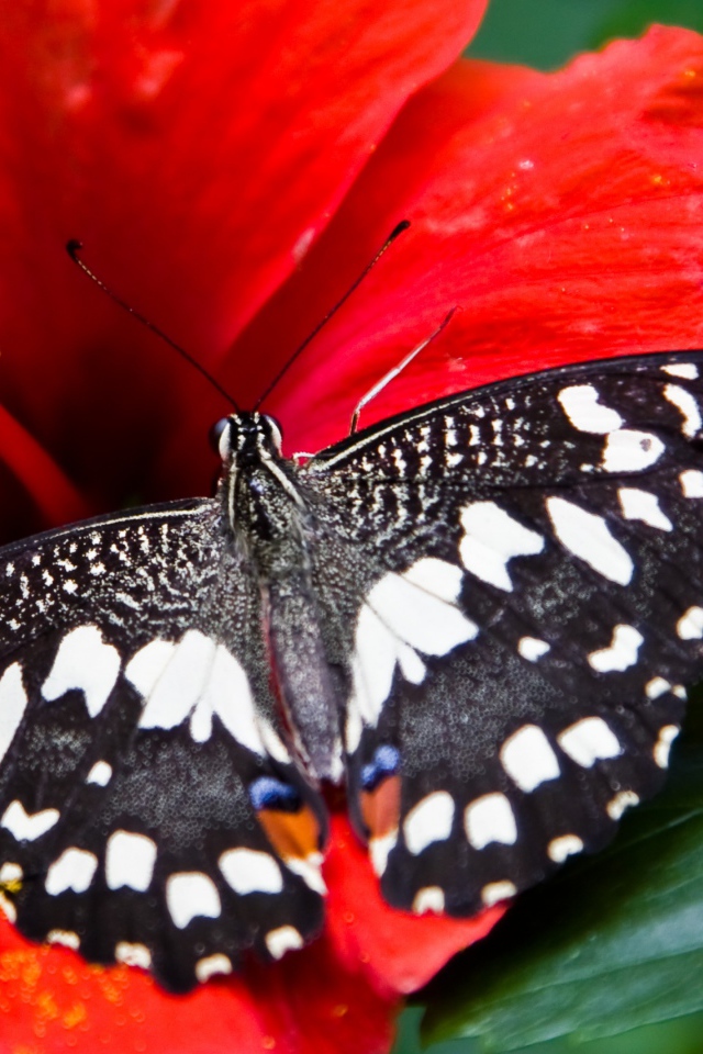 Черно белая бабочка на красном цветке гибискуса 