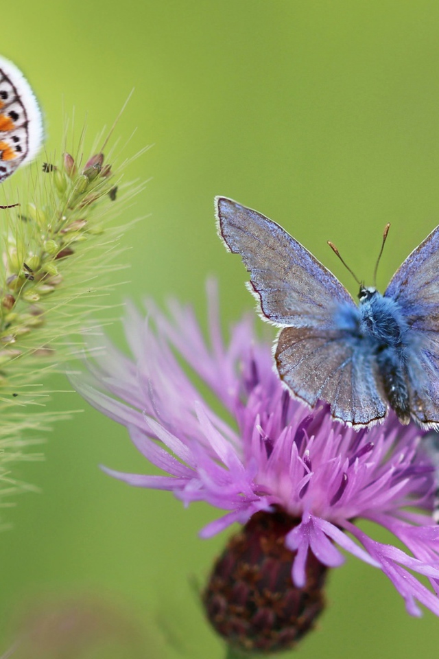 Синие бабочки на розовом цветке 