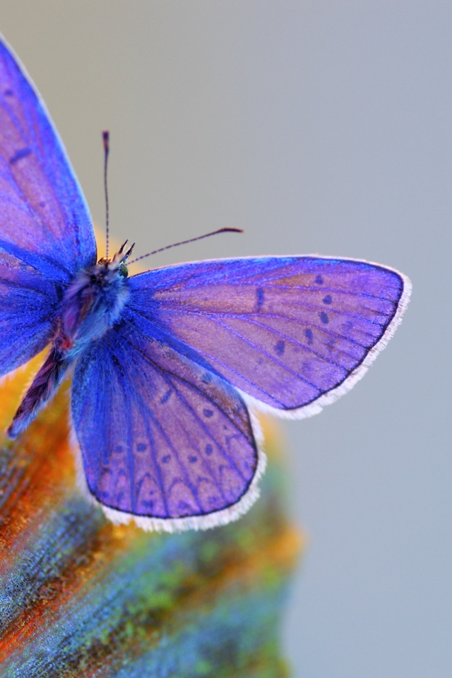 Синяя бабочка крупным планом 