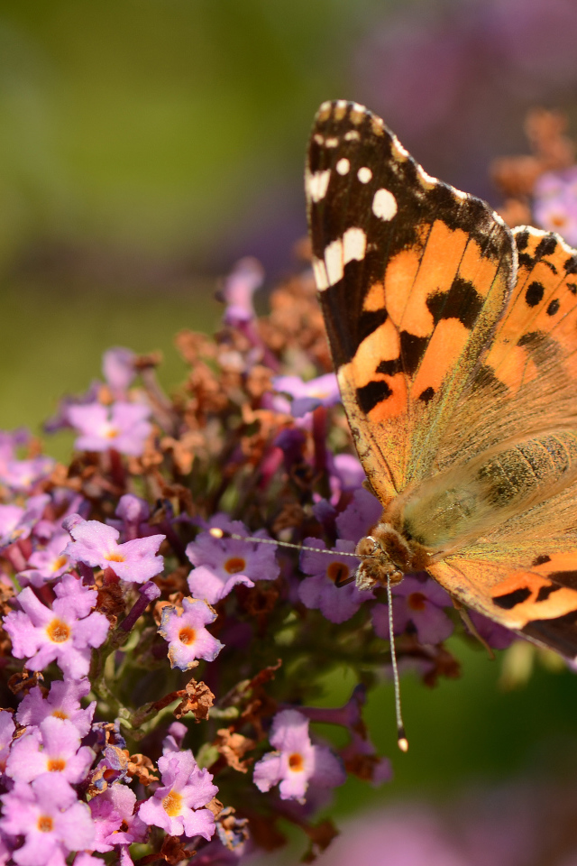 Коричневая бабочка на сиреневом цветке 