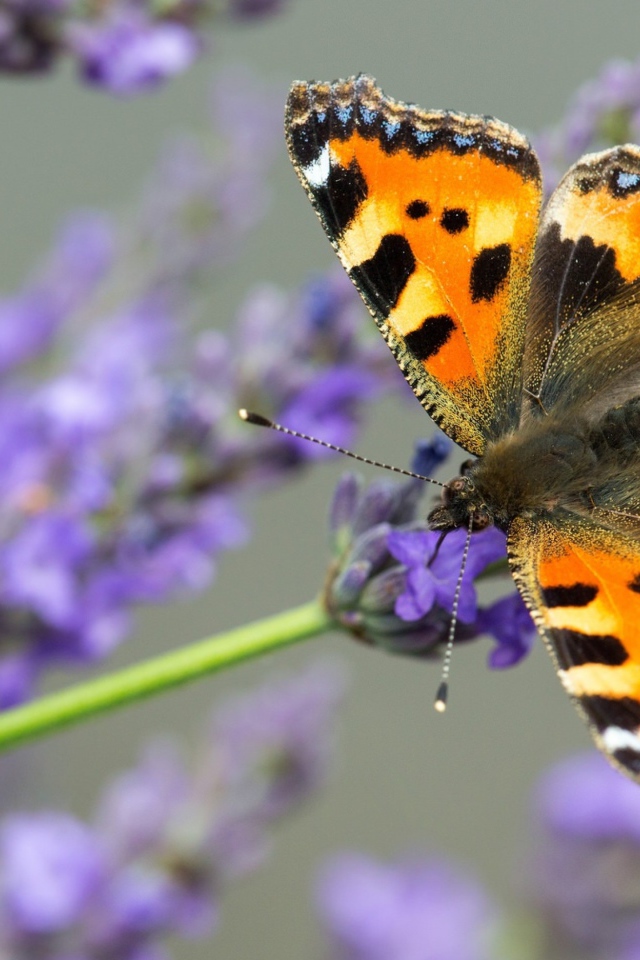 Коричневая бабочка сидит на лавандовом цветке 