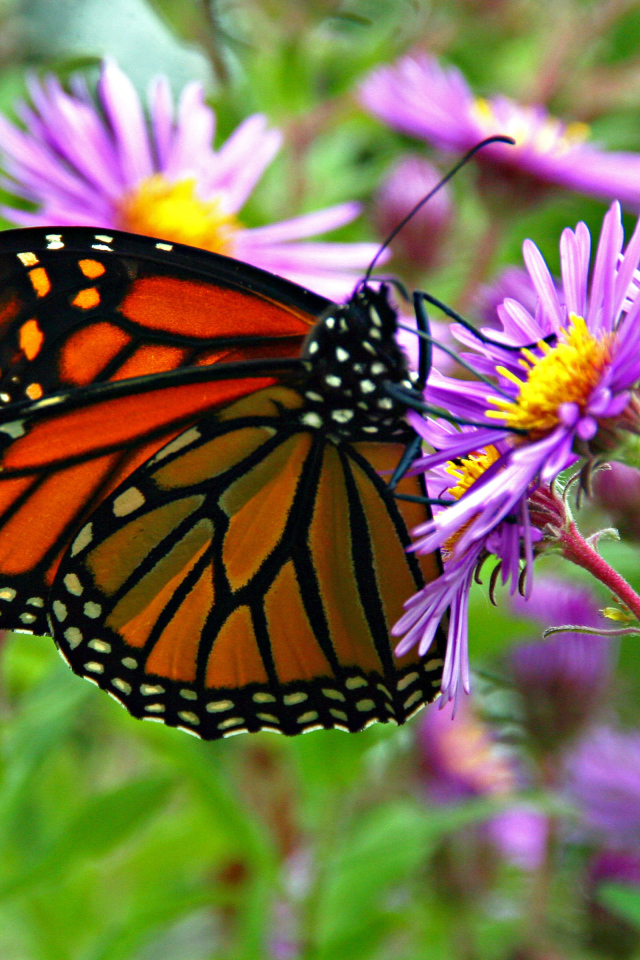 Бабочка монарх сидит на сиреневом осеннем цветке
