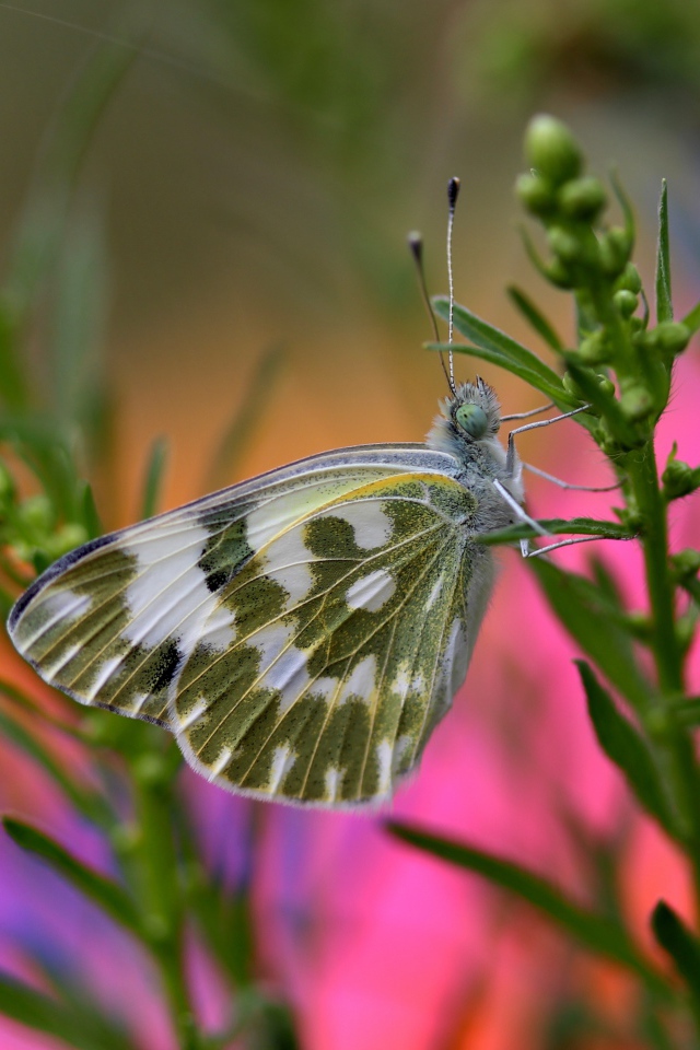 Бабочка сидит на зеленом растении крупным планом