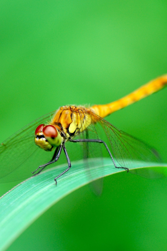 Стрекоза сидит на зеленом листе фото крупным планом
