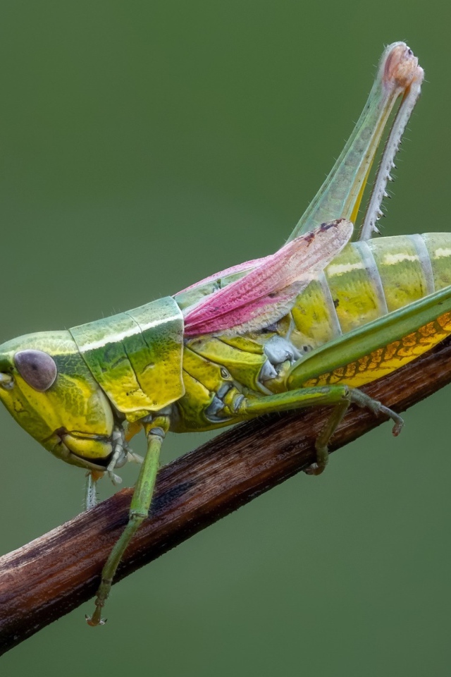 Зеленый кузнечик на ветке крупным планом 