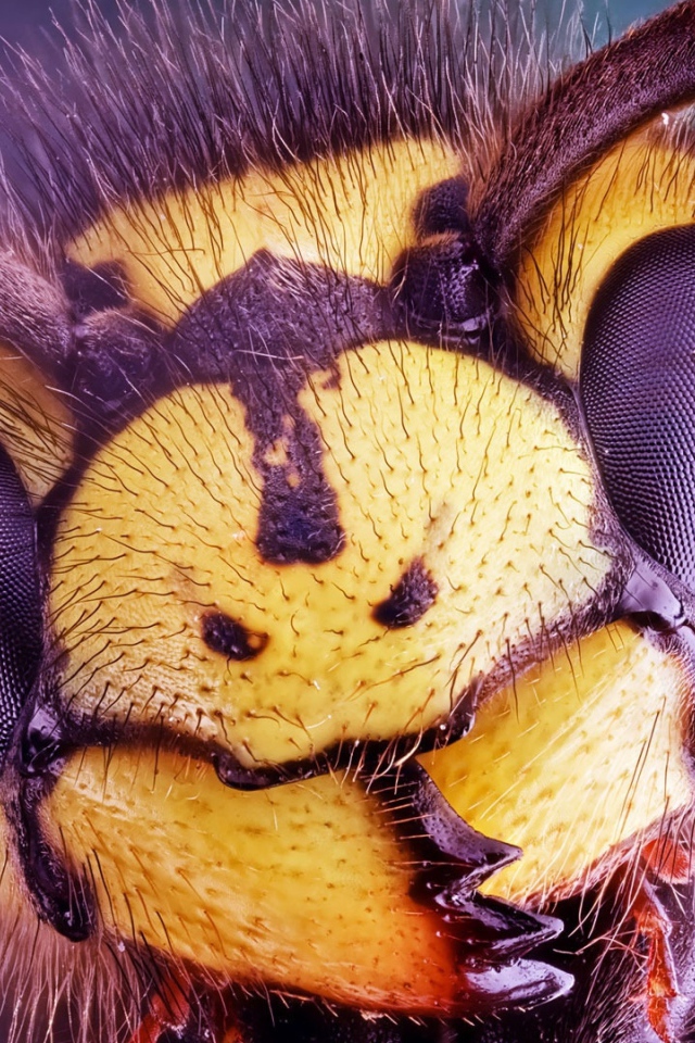 Голова осы крупным планом 