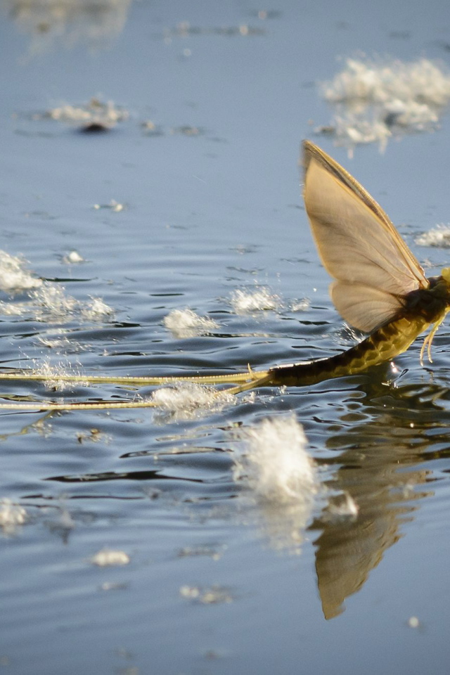 Насекомое Палингения длиннохвостая в воде 