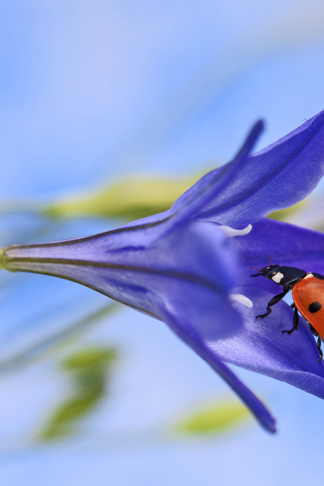 Божья коровка на сиреневом цветке 