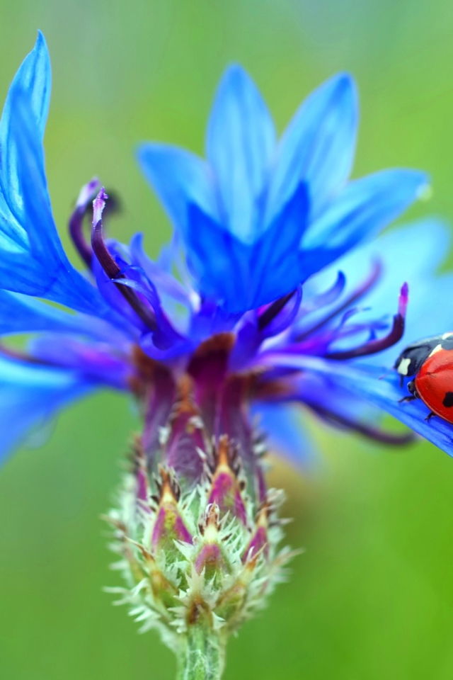 Божья коровка сидит на голубом васильке