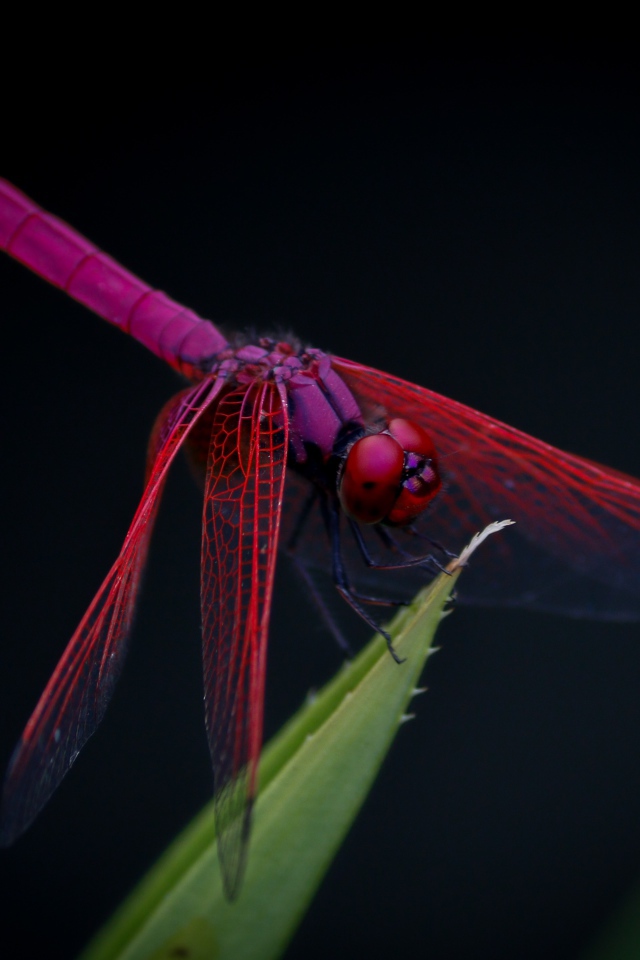 Красная стрекоза сидит на зеленом листе