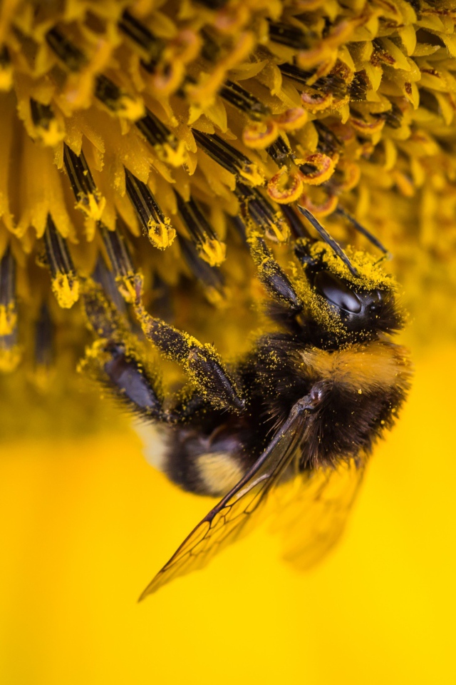 Маленькая пчела на подсолнухе 