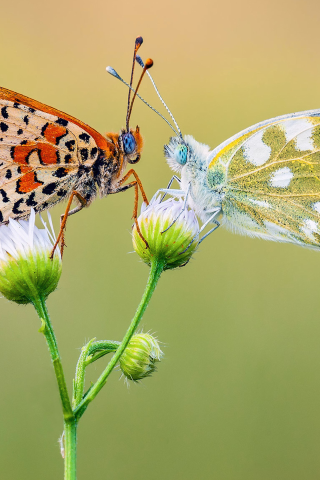 Две красивых разноцветных бабочки на цветке 