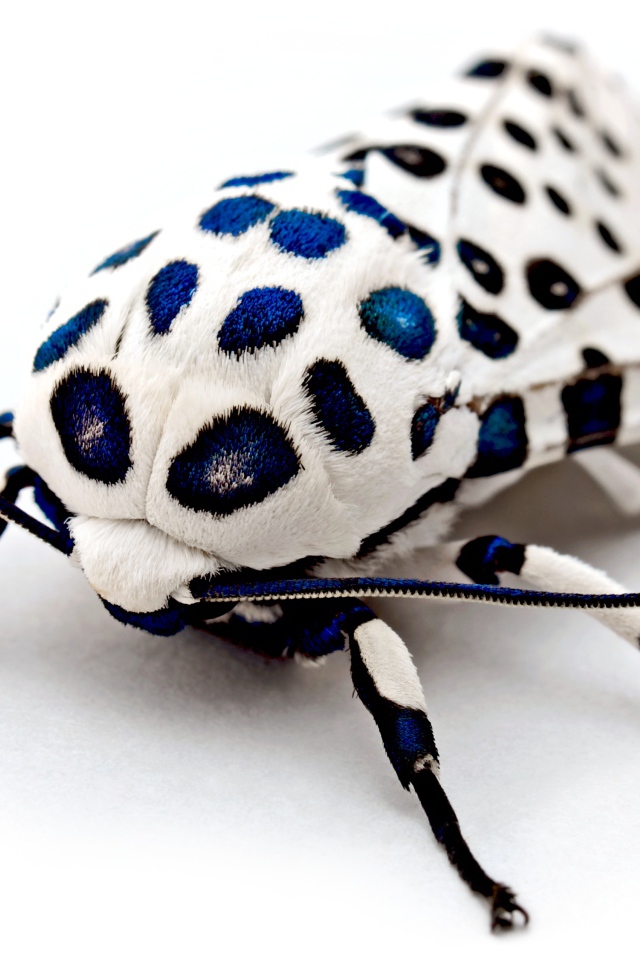 Необычная гигантская леопардовая моль на белом фоне 