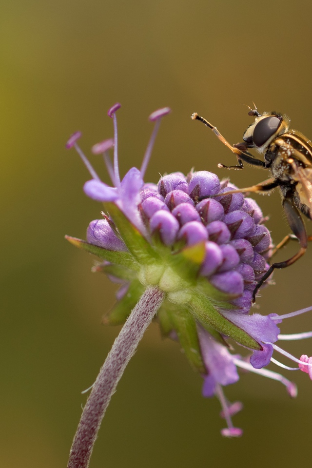 Оса сидит на красивом фиолетовом цветке