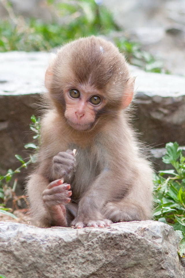Очаровательная маленькая японская макака сидит на камне 