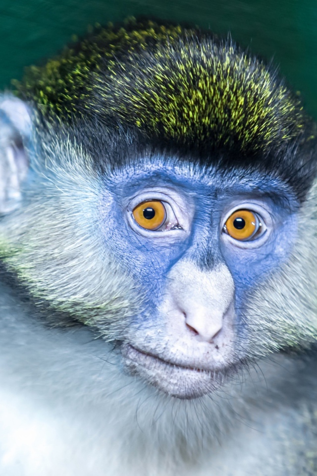 Мартышка с голубой мордой