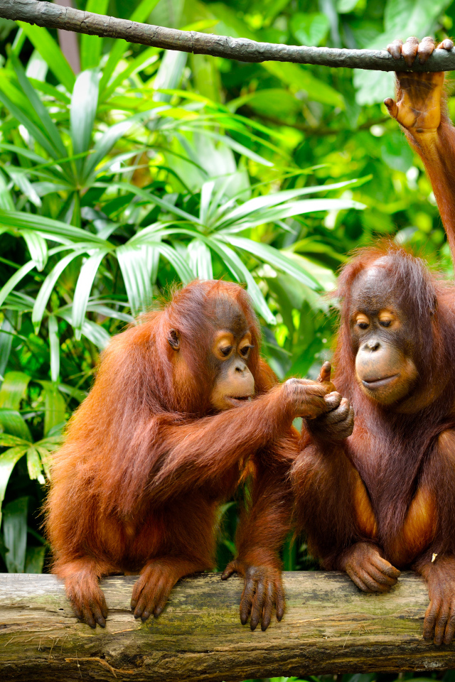 Семья орангутангов сидит на ветке