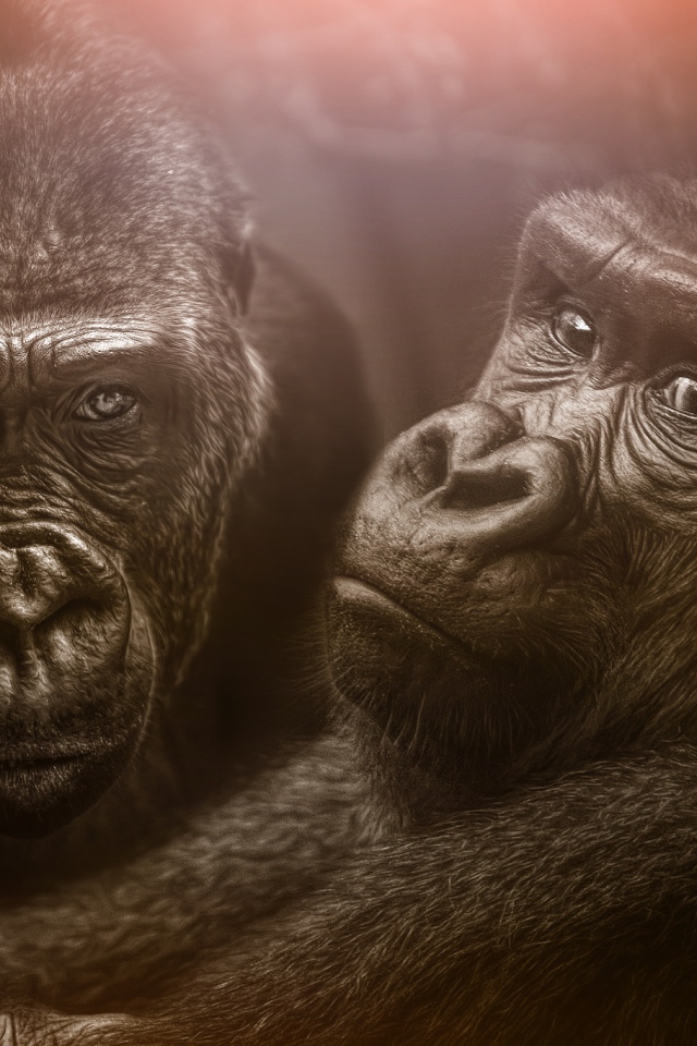 Две большие черные гориллы 