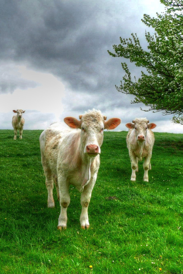 Белые коровы пасутся на зеленом лугу