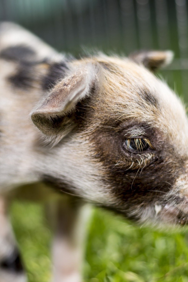 Маленький грустный поросенок 