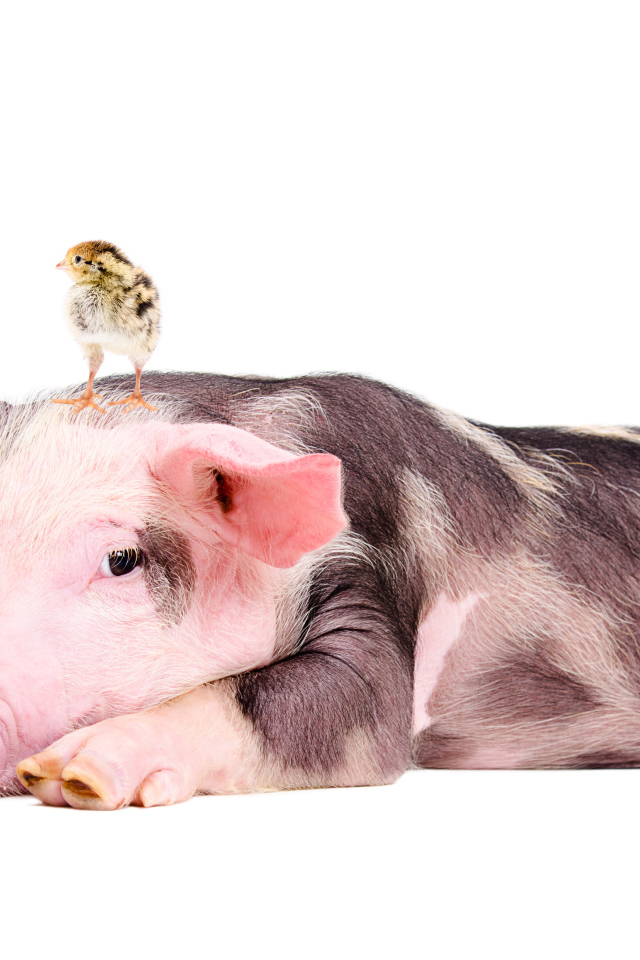 Забавный поросенок с цыпленком на голове 